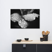 Raindrops on Wild Rose Plant Black and White Floral Nature Canvas Wall Art Prints