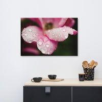 Raindrops on Wild Rose Floral Nature Canvas Wall Art Prints