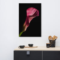 Pink Calla Lily Flower on Black Floral Nature Canvas Wall Art Prints