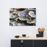 Mushrooms on Log Floral Nature Canvas Wall Art Prints