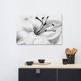 High Key Lily Black and White Floral Nature Canvas Wall Art Prints