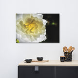 Glowing Rose 2 Floral Nature Canvas Wall Art Prints