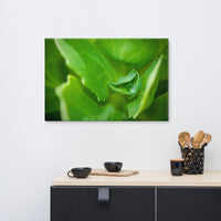 Cupped Droplet Botanical Nature Canvas Wall Art Prints