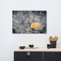 Black Sands and Seashell on the Shore Coastal Nature Canvas Wall Art Prints