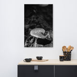 Mushroom on Log Black and White Floral Nature Canvas Wall Art Prints