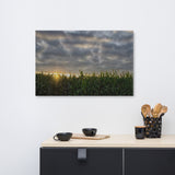 Rows of Corn Rural Landscape Canvas Wall Art Prints