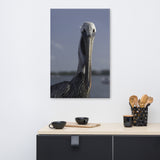 Bob The Pelican Bird Color Wildlife Photo Canvas Wall Art Prints