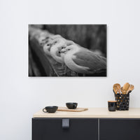 Gull King Animal / Wildlife Black and White Photograph Canvas Wall Art Prints