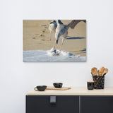 Oh That's Cold Coastal Bird Animal / Wildlife Photograph Canvas Wall Art Prints
