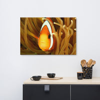 Close-up Orange Tropical Clownfish Face in Coral Animal Wildlife Photograph Canvas Wall Art Print