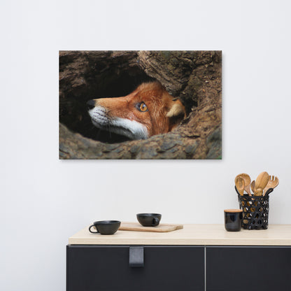 Red Fox Face in Stump Of Tree Animal Wildlife Nature Photograph Canvas Wall Art Prints
