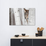 Hiding Wolf Behind Birch Tree In The Forest Animal Wildlife Nature Photograph Canvas Wall Art Prints