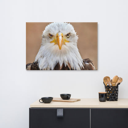 Bald Eagle Portrait Close-up 2 Wildlife Photograph Canvas Wall Art Prints
