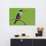 Black Capped Kingfisher Bird on Perch Animal Wildlife Photograph Canvas Wall Art Prints