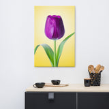 Purple Tulip on Yellow Minimal Floral Nature Photo Canvas Wall Art Print