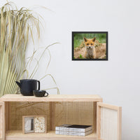 Baby Red Fox Coming Out Wildlife Photo Framed Wall Art Prints