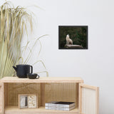 Howling White Wolf In The Forest Animal Wildlife Photograph Framed Wall Art Print