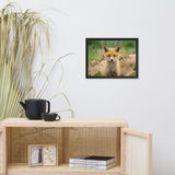 Baby Red Fox Coming Out Wildlife Photo Framed Wall Art Prints