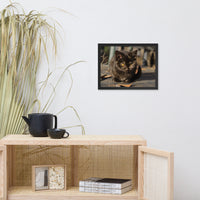Chocolate the Stray Kitten Animal Wildlife Cat Photograph Framed Wall Art Prints