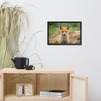 Baby Red Fox Coming Out Wildlife Photo Framed Wall Art Prints