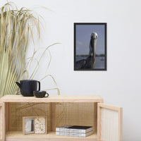 Bob The Pelican Bird Color Wildlife Photo Framed Wall Art Prints