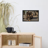 Chocolate the Stray Kitten Animal Wildlife Cat Photograph Framed Wall Art Prints