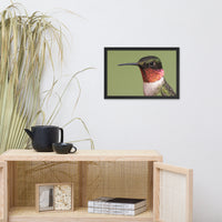 Close-up Ruby-throated Hummingbird Animal Wildlife Photograph Framed Wall Art Prints