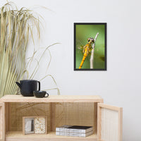 Dragonfly at Bombay Hook Animal Wildlife Photograph Framed Wall Art Prints