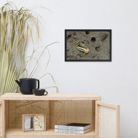 Fiddler Crab Animal Wildlife Photograph Framed Wall Art Prints