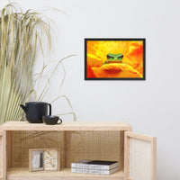 Hyla Green Frog on Yellow and Orange Flower Petals Wildlife Nature Photo Framed Wall Art Print