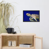 Sea Turtle 2 Animal Wildlife Photograph Framed Wall Art Prints