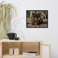 Chocolate the Stray Kitten Animal Wildlife Cat Photograph Framed Wall Art Prints