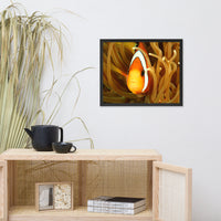 Close-up Orange Tropical Clownfish Face in Coral Animal Wildlife Photograph Framed Wall Art Print