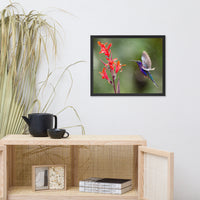 Hummingbird with Little Red Flowers Animal Wildlife Photograph Framed Wall Art Prints