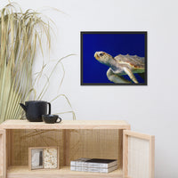 Sea Turtle 2 Animal Wildlife Photograph Framed Wall Art Prints
