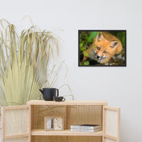 Young Red Fox Face Animal Wildlife Nature Photograph Framed Wall Art Prints