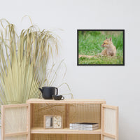 Baby Red Fox Chillin Wildlife Photo Framed Wall Art Prints