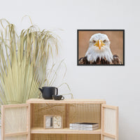 Bald Eagle Portrait Close-up 2 Wildlife Photograph Framed Wall Art Prints
