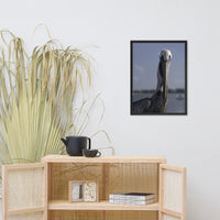 Bob The Pelican Bird Color Wildlife Photo Framed Wall Art Prints
