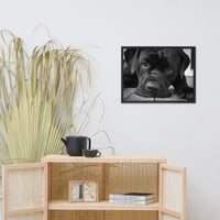 Cane Corso on Porch Animal Dog Black & White Framed Wall Art Prints