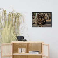 Chocolate the Stray Kitten Animal Wildlife Cat Photograph Framed Wall Art Prints