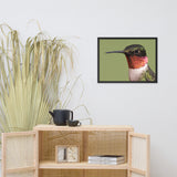 Close-up Ruby-throated Hummingbird Animal Wildlife Photograph Framed Wall Art Prints