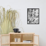 Dragonfly in Black and White Animal Wildlife Photograph Framed Wall Art Prints