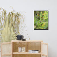 Dragonfly Wildlife Photo Framed Wall Art Prints