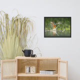 Flying Turquoise Blue and Orange Common Kingfisher Bird With Fish Animal Wildlife Photograph Framed Wall Art Prints