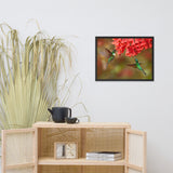 Hummingbirds with Reddish-Orange Flowers Animal Wildlife Photograph Framed Wall Art Prints