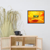 Hyla Green Frog on Yellow and Orange Flower Petals Wildlife Nature Photo Framed Wall Art Print