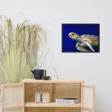 Sea Turtle 2 Animal Wildlife Photograph Framed Wall Art Prints