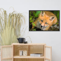 Young Red Fox Face Animal Wildlife Nature Photograph Framed Wall Art Prints