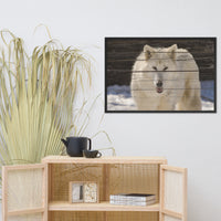 Aries the White Wolf Wildlife Photo Framed Wall Art Print
